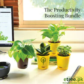 The Productivity Boosting Desk Plants Image