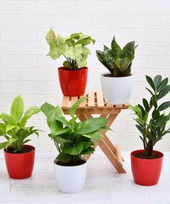 Buy Low Maintenance Indoor Plants in Pakistan Ideal for Home Decoration, Happiness and Joy