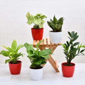 Set of 5 Plants to Promote Happiness and Joy in Your Home& Office Set of 5 Plants to Promote Happiness and Joy in Your Home& Office Image