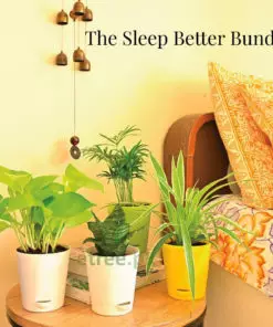 Plant that help with better sleep