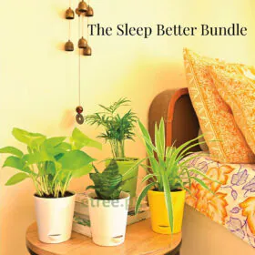 The Sleep Better Bundle - Plants for Better Sleep The Sleep Better Bundle - Plants for Better Sleep Image