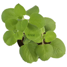 Ajwain Plant Ajwain Plant Image