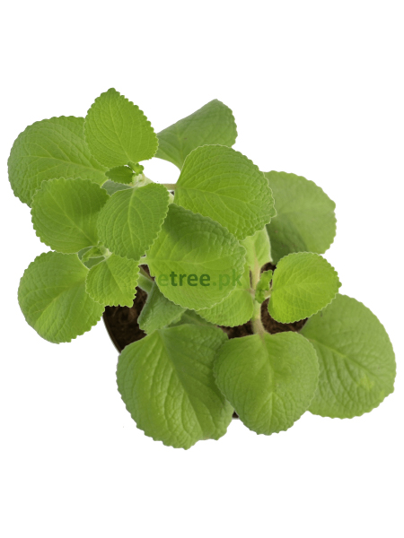 Buy Low Maintenance Indoor Plants in Pakistan Ideal for Home Decoration.