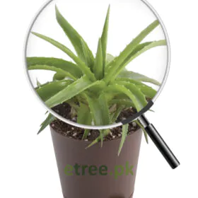Aloe Vera Green Mini Plant Image