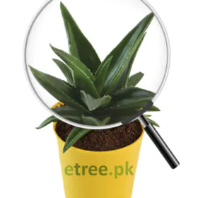 Aloe Vera Mini Plant Image