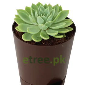 Echeveria Pegasus Image