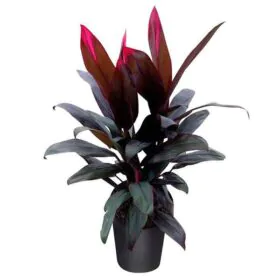 Dracaena Mysore Ruby, Dracaena Baby Doll - Plant Dracaena Mysore Ruby, Dracaena Baby Doll - Plant Image