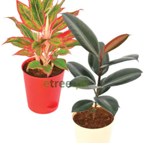 The Living Room Bundle Image