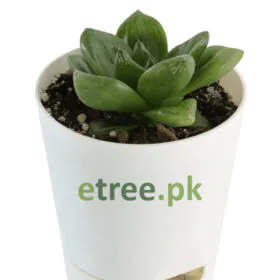 Haworthia Cymbiformis Plant Haworthia Cymbiformis Plant Image