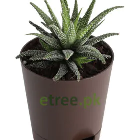 Haworthia Fasciata Plant Haworthia Fasciata Plant Image