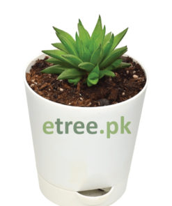 Buy Low Maintenance Indoor Plants in Pakistan Ideal for Home Decoration.