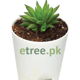 Haworthia Turgida Haworthia Turgida Image