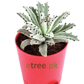 Kalanchoe Tomentosa Plant Kalanchoe Tomentosa Plant Image
