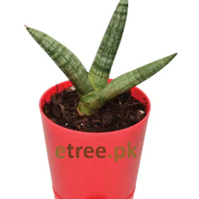 Sansevieria Boncel Image