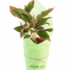 Gift Low Maintenance Indoor Plants in Pakistan Ideal for Home Decoration.