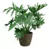 Buy Philodendron Selloum Plant online in Karachi, Lahore, Islamabad and all over Pakistan
