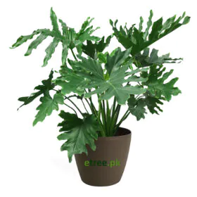 Philodendron Selloum Plant Philodendron Selloum Plant Image