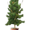 Buy Pine Tree, Cheer Tree, Chir Tree online in Pakistan
