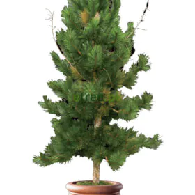 Pine Tree | Cheer Tree | Chir Tree Pine Tree | Cheer Tree | Chir Tree Image