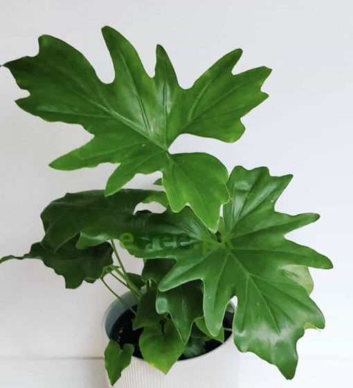 Philodendron buy online in Pakistan