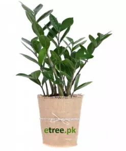 Gift Low Maintenance Indoor Plants in Pakistan Ideal for Home Decoration.