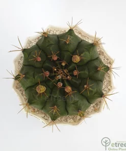 Buy Gymnocalycium cactus Online in Pakistan