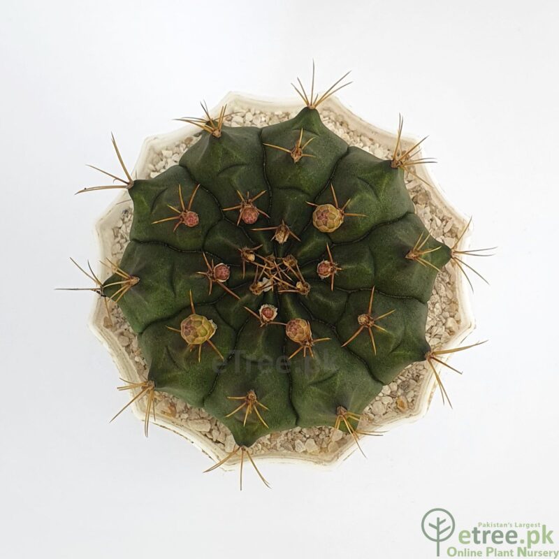 Buy Gymnocalycium cactus Online in Pakistan