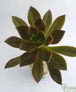 Buy Aeonium decorum - Succulent Plant Online in Lahore, Islamabad