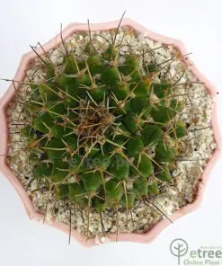 Buy Mammillaria winterae Cactus Online in Karachi, Lahore & Pakistan