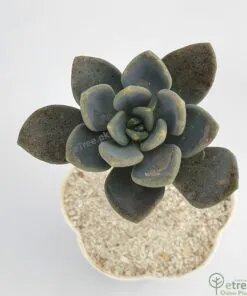 Buy Graptopetalum superbum Succulent Plant Online in Karachi, Lahore, Islamabad and all over Pakistan
