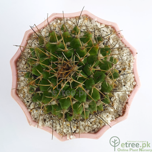 Buy Mammillaria winterae Cactus Online in Karachi, Lahore & Pakistan