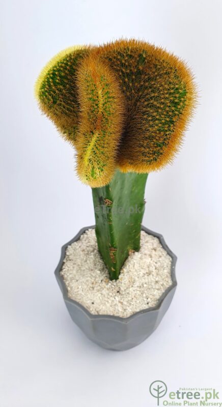 Gymnocalycium mihanovichii