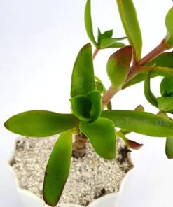 Alternative view of Crassula capitella - Succulent Plant