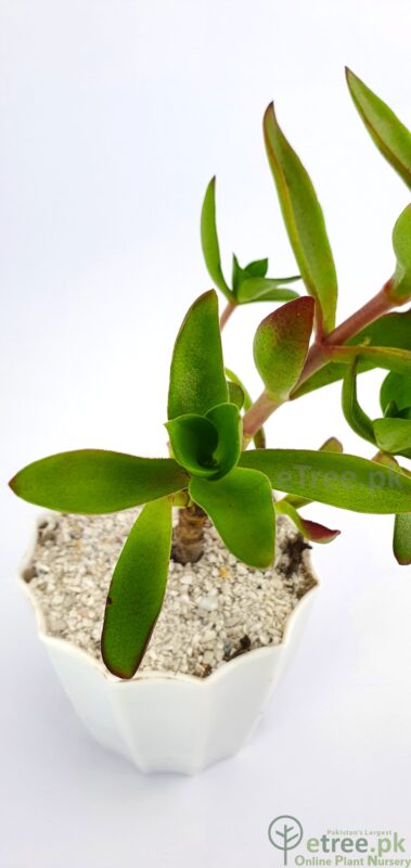 Crassula capitella