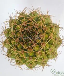Buy Gymnocalycium pflanzii Cactus Online in Karachi, Lahore, Islamabad, Multan and Pakistan