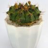 Buy Gymnocalycium cactus Online in Pakistan