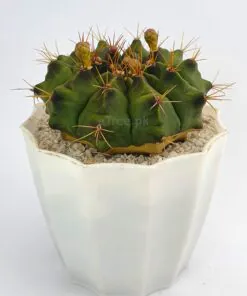 Buy Gymnocalycium cactus Online in Pakistan
