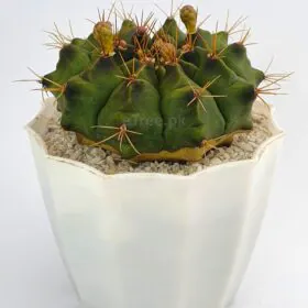 Gymnocalycium baldianum - Cactus Plant Image