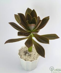 Buy Aeonium decorum - Succulent Plant Online in Karachi