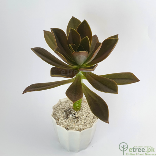 Buy Aeonium decorum - Succulent Plant Online in Karachi