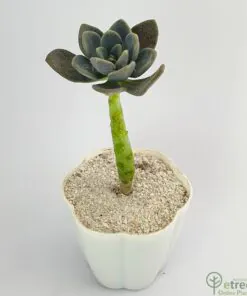 Buy Graptopetalum superbum Succulent Plant Online in Karachi, Lahore, Islamabad and all over Pakistan