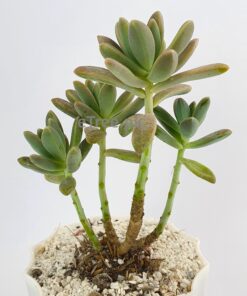 Buy Sedum adolphii Succulent Plant online in Karachi, Lahore, Islamabad and all over Pakistan