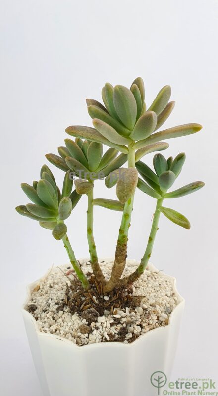 Buy Sedum adolphii Succulent Plant online in Karachi, Lahore, Islamabad and all over Pakistan