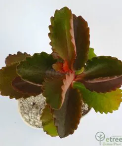 Buy Kalanchoe sexangularis Succulent Plant online in Karachi, Lahore, Islamabad and all over Pakistan