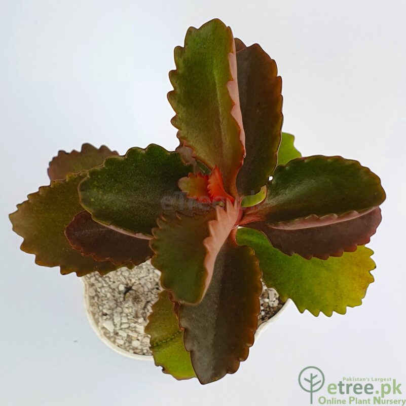 Buy Kalanchoe sexangularis Succulent Plant online in Karachi, Lahore, Islamabad and all over Pakistan