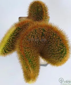 Alternative view of Gymnocalycium mihanovichii - Cactus Plant