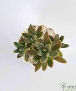 Buy Sedum adolphii Succulent Plant online in Karachi, Lahore, Islamabad and all over Pakistan