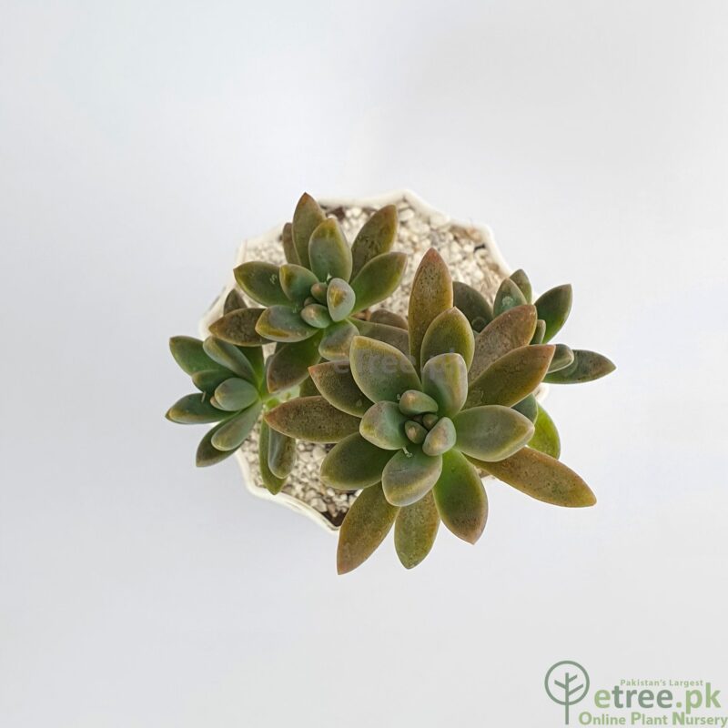 Buy Sedum adolphii Succulent Plant online in Karachi, Lahore, Islamabad and all over Pakistan