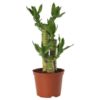 lucky bambo, indoor plants, home delivery, Ideal for Home Decoration.