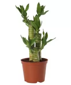 lucky bambo, indoor plants, home delivery, Ideal for Home Decoration.